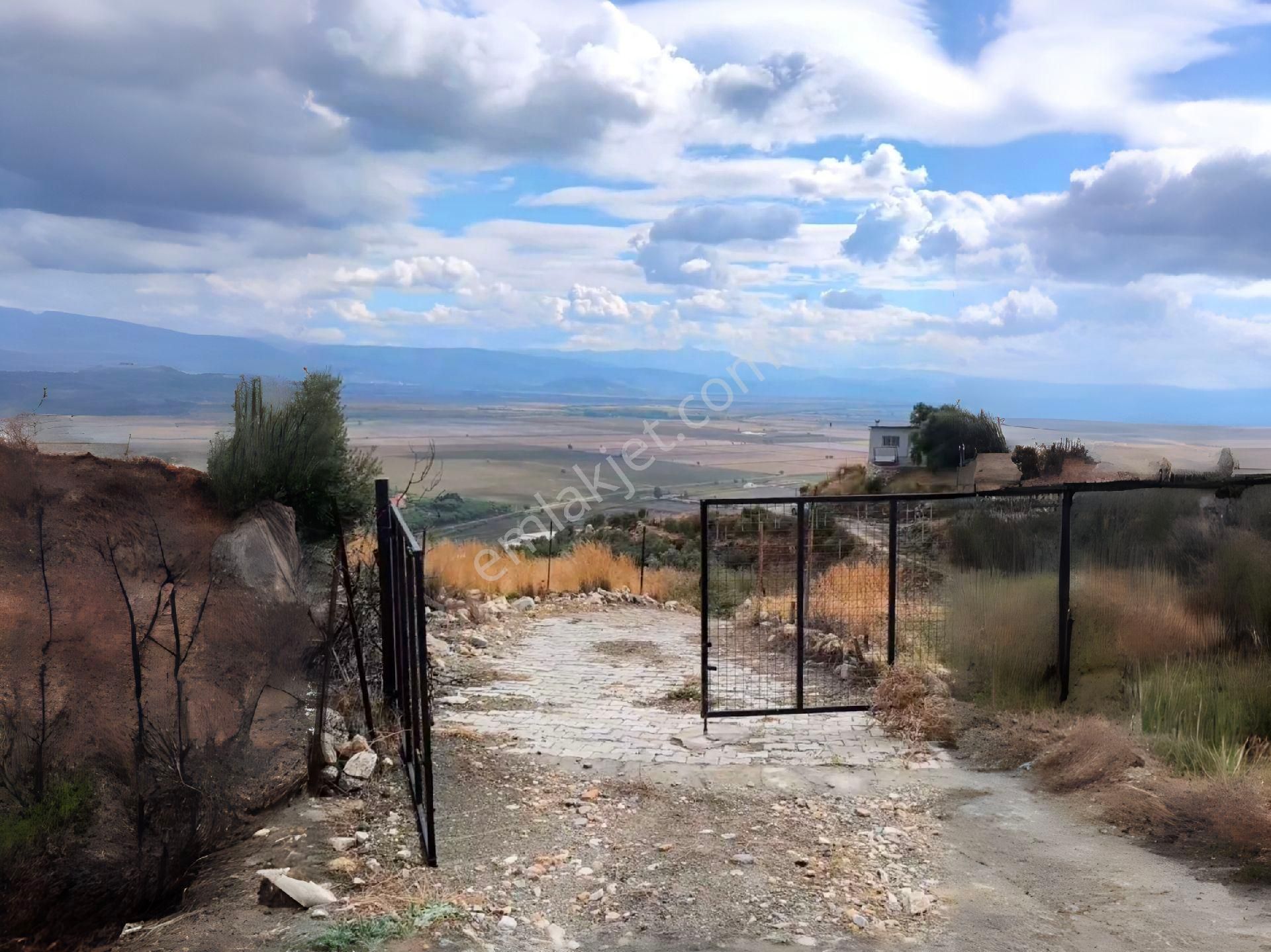 Aydın Söke'de Bağ Vasfında Satılık Zeytinlik