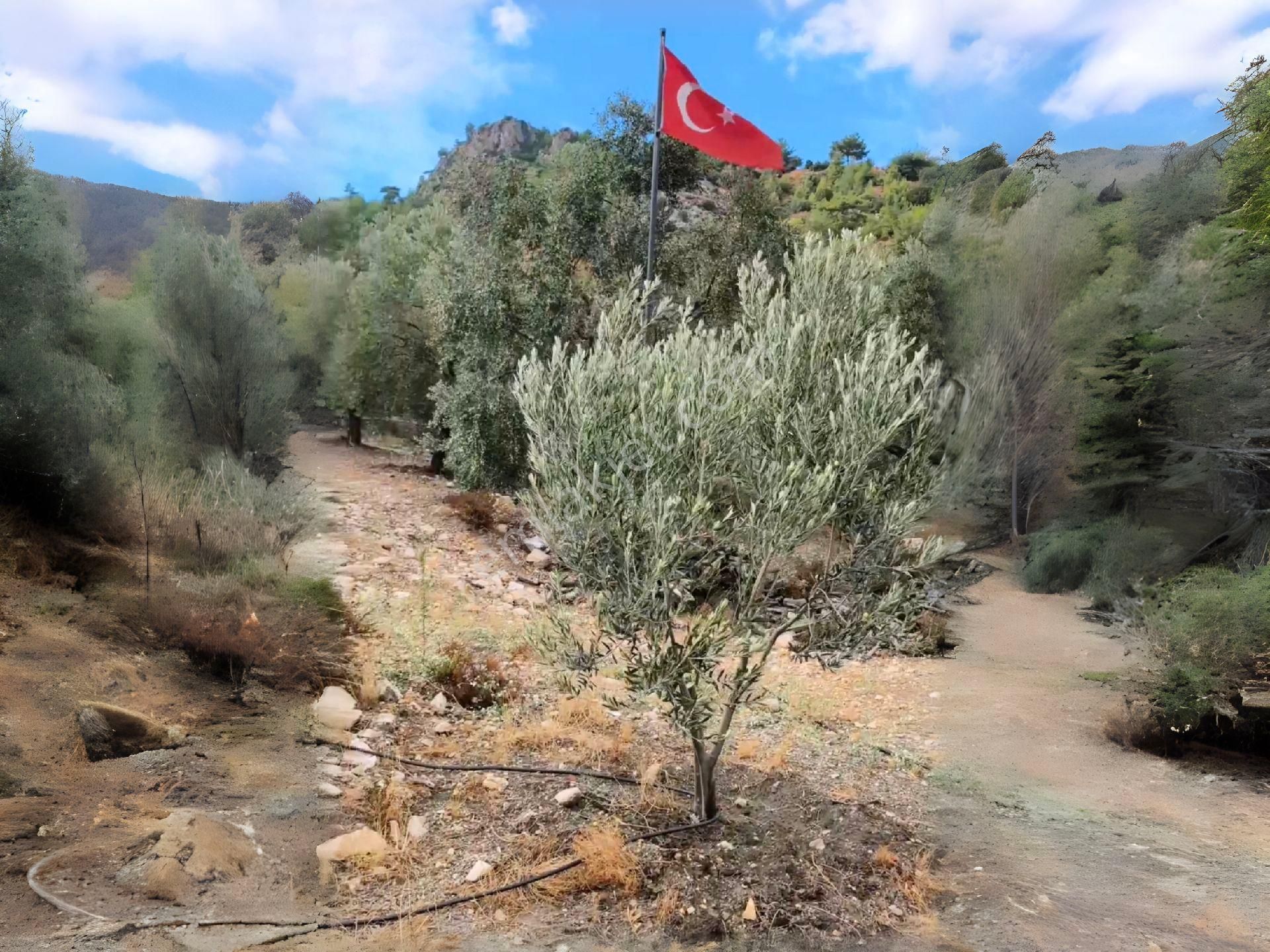 Aydın Söke'de Bağ Vasfında Satılık Zeytinlik - Görsel 5