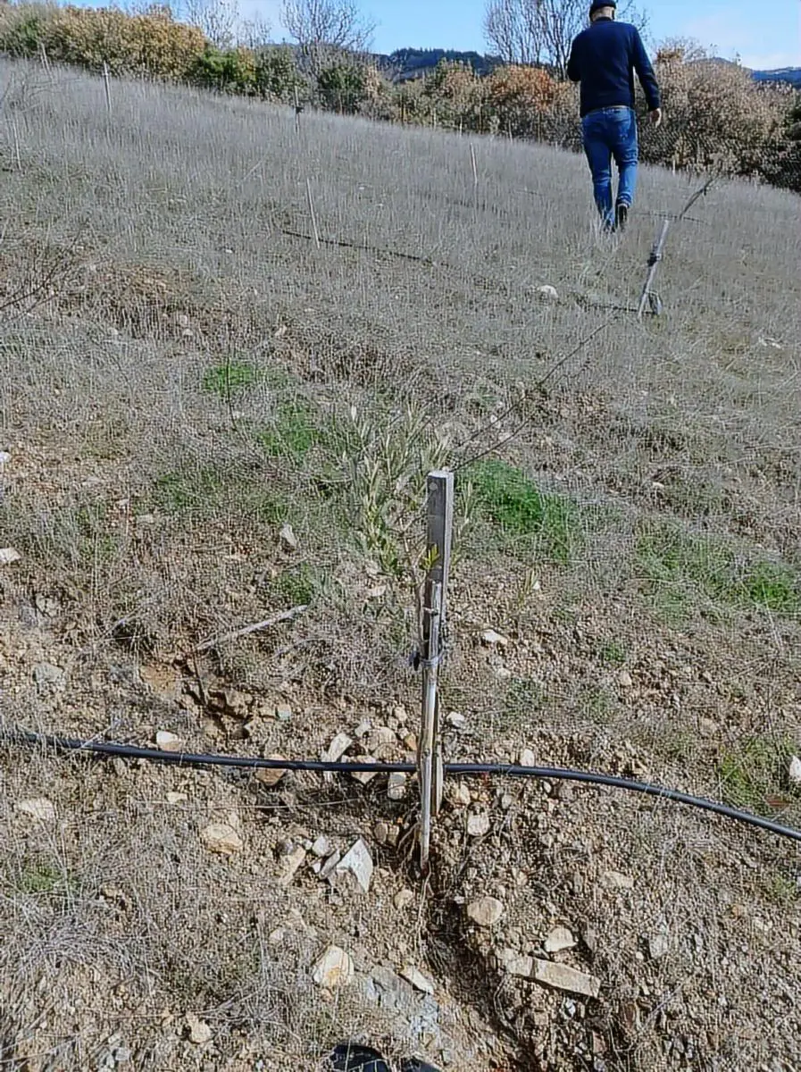 Akhisar Kabağaçkıran Mahallesi'nde Satılık Kupon Zeytinlik - Görsel 5