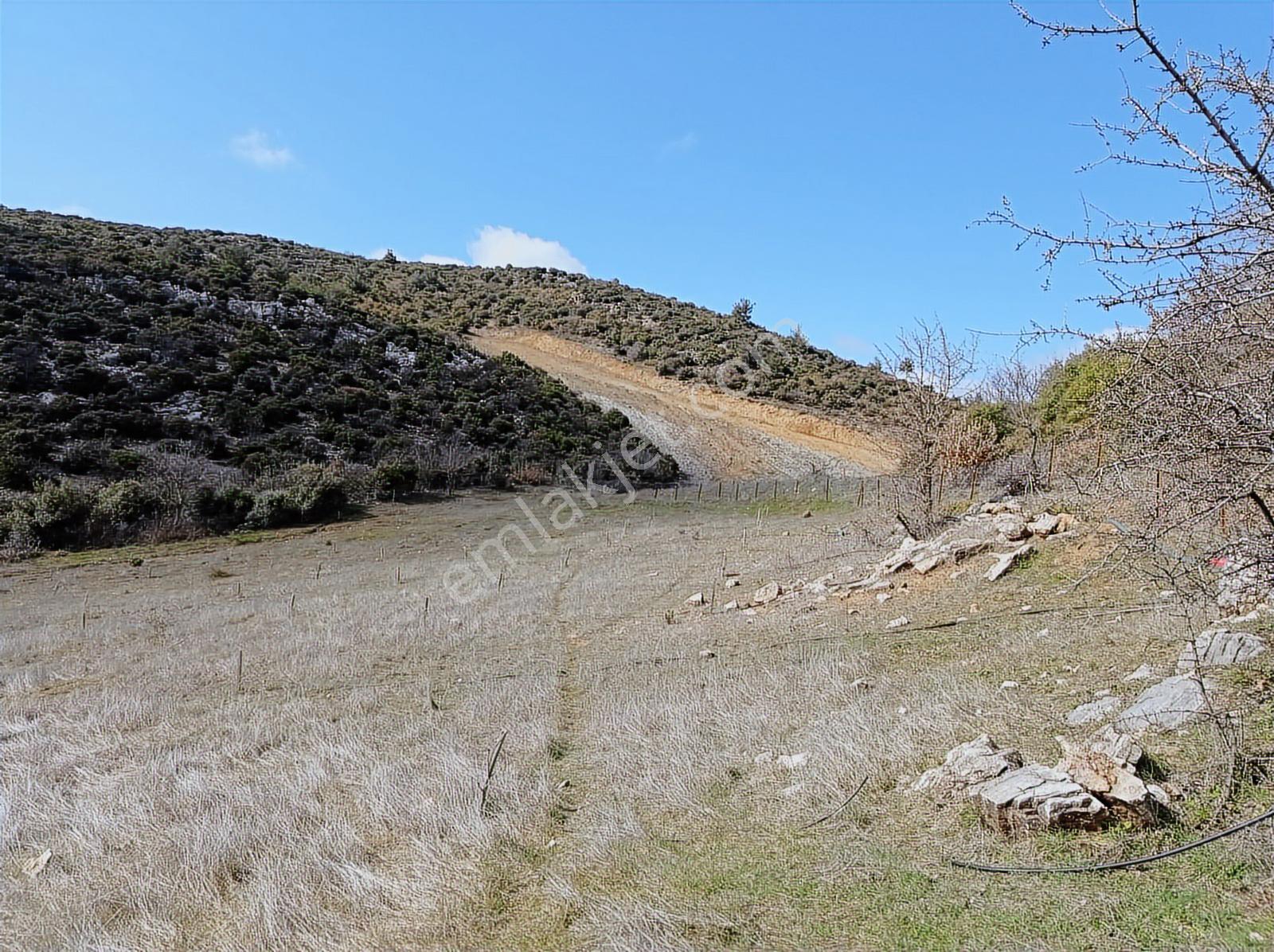 Akhisar Kabağaçkıran Mahallesi'nde Satılık Kupon Zeytinlik - Görsel 9