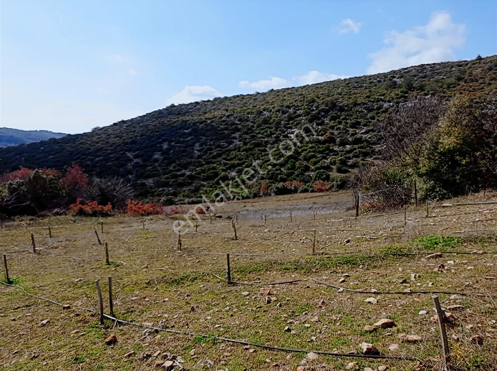 Akhisar Kabağaçkıran Mahallesi'nde Satılık Kupon Zeytinlik - Görsel 7