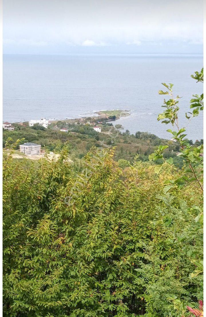 Perşembe Caytepe İmarlı 2800 M2 Bahçe