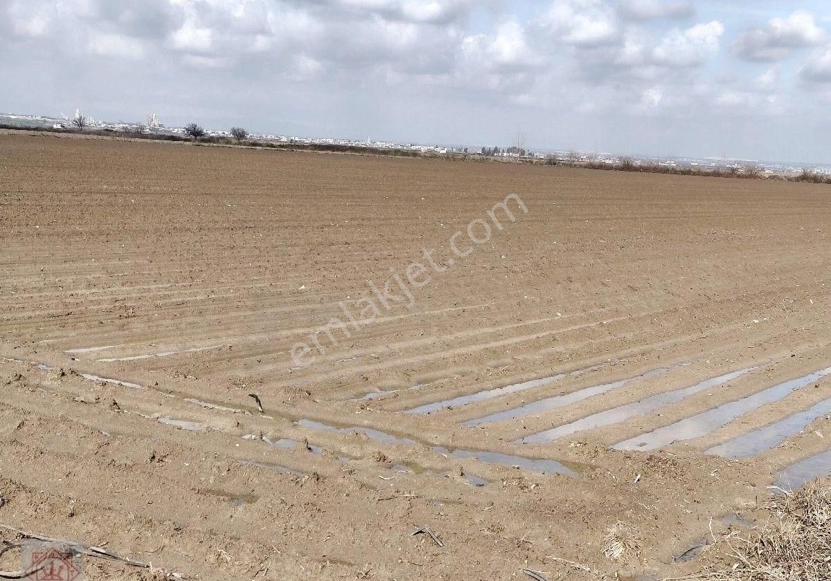 Yüreğir Düzce De 100 Dönüm Satılık Tarla - Görsel 5