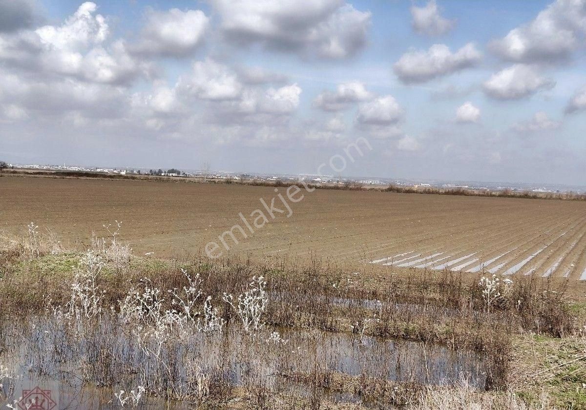 Yüreğir Düzce De 100 Dönüm Satılık Tarla - Görsel 2