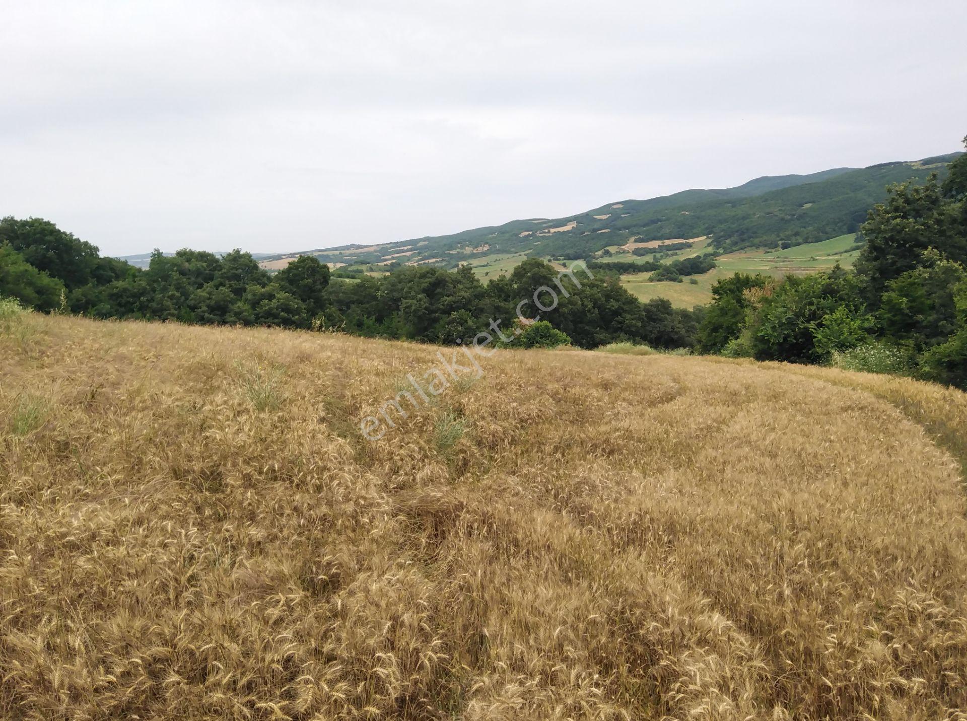 Tekirdağ Şarköy Palamut Mah. 5578 M2 Tarla Köye 700 Metre Mesafede - Görsel 14