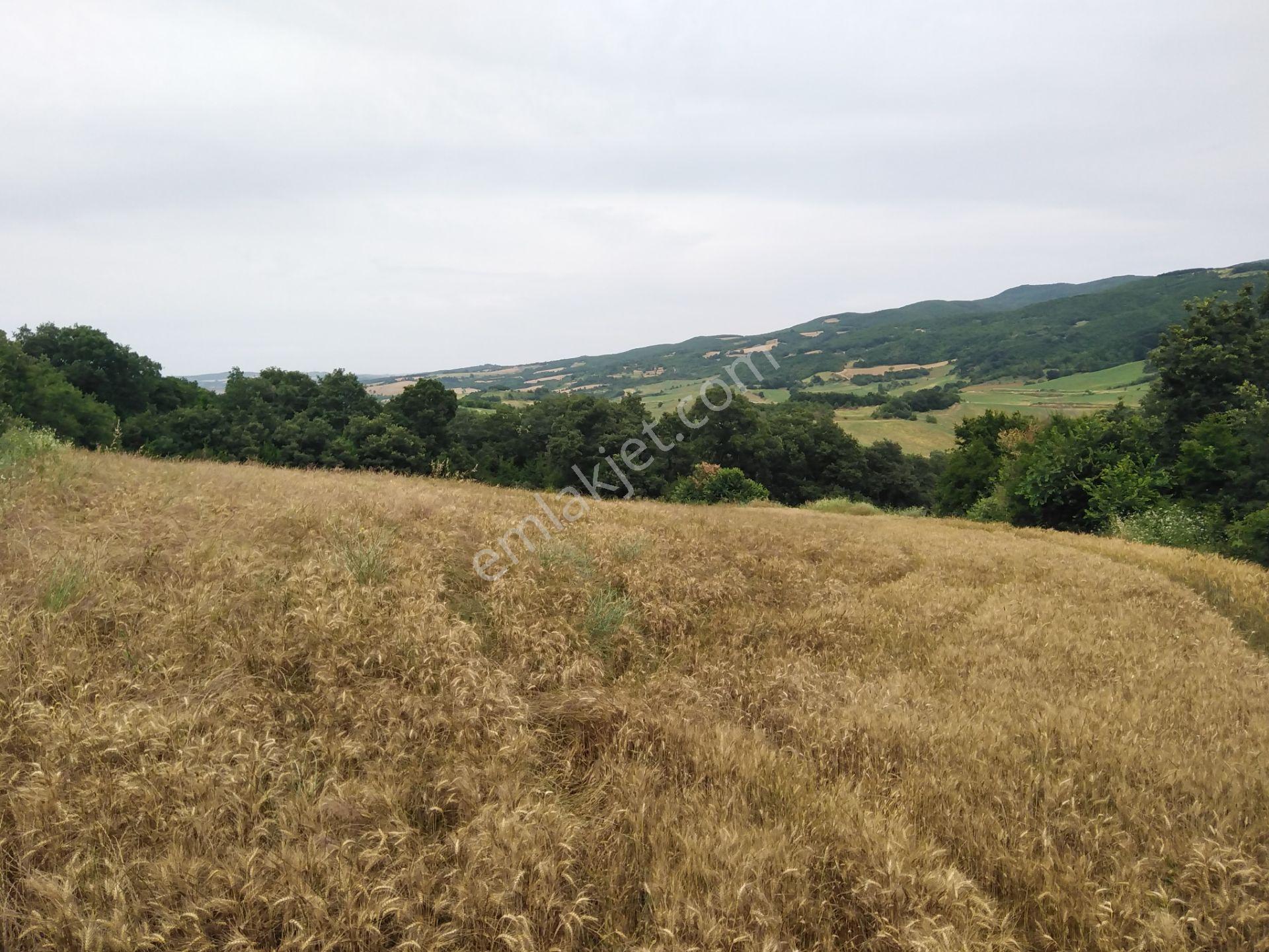 Tekirdağ Şarköy Palamut Mah. 5578 M2 Tarla Köye 700 Metre Mesafede - Görsel 7