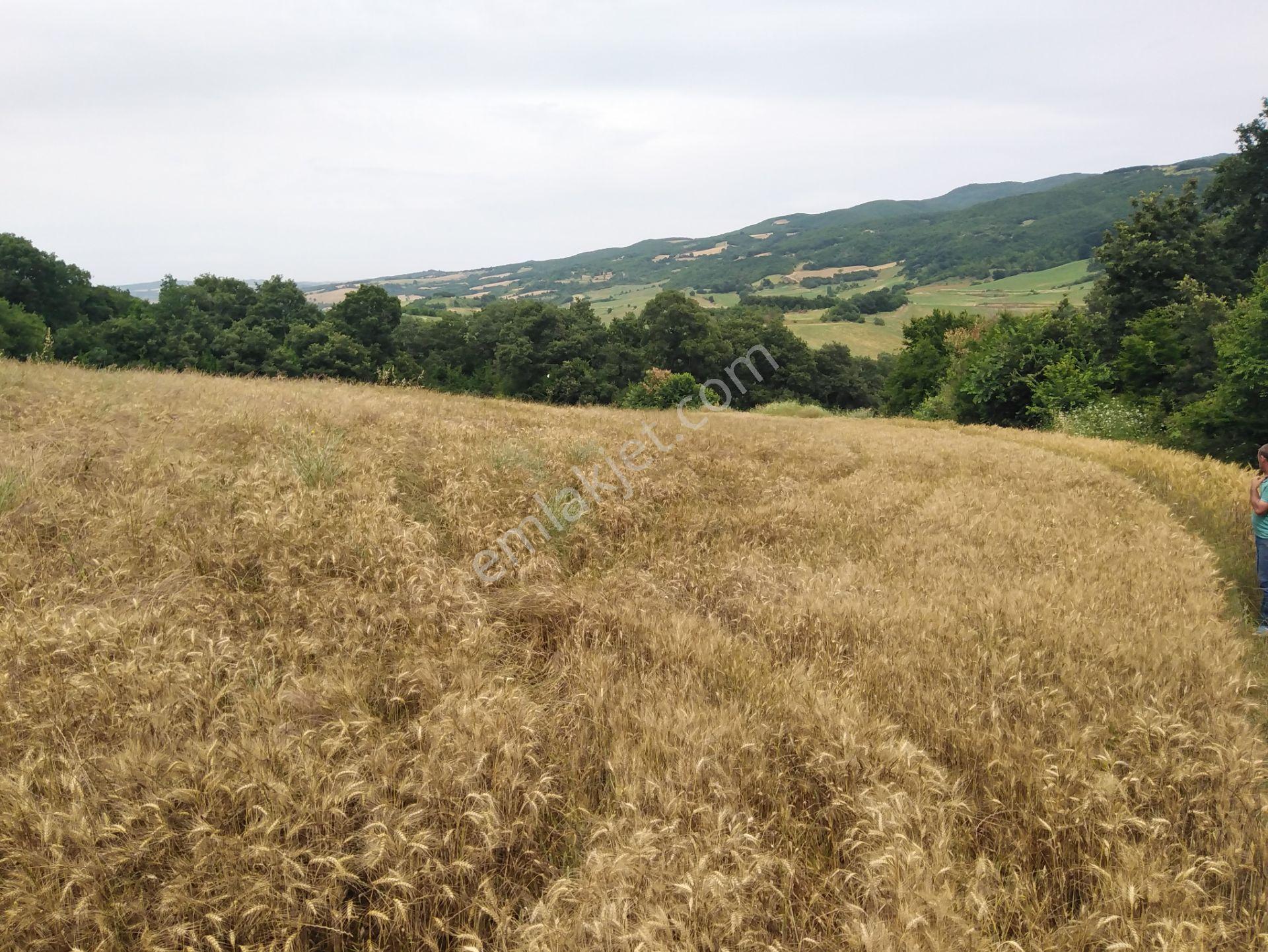 Tekirdağ Şarköy Palamut Mah. 5578 M2 Tarla Köye 700 Metre Mesafede - Görsel 10