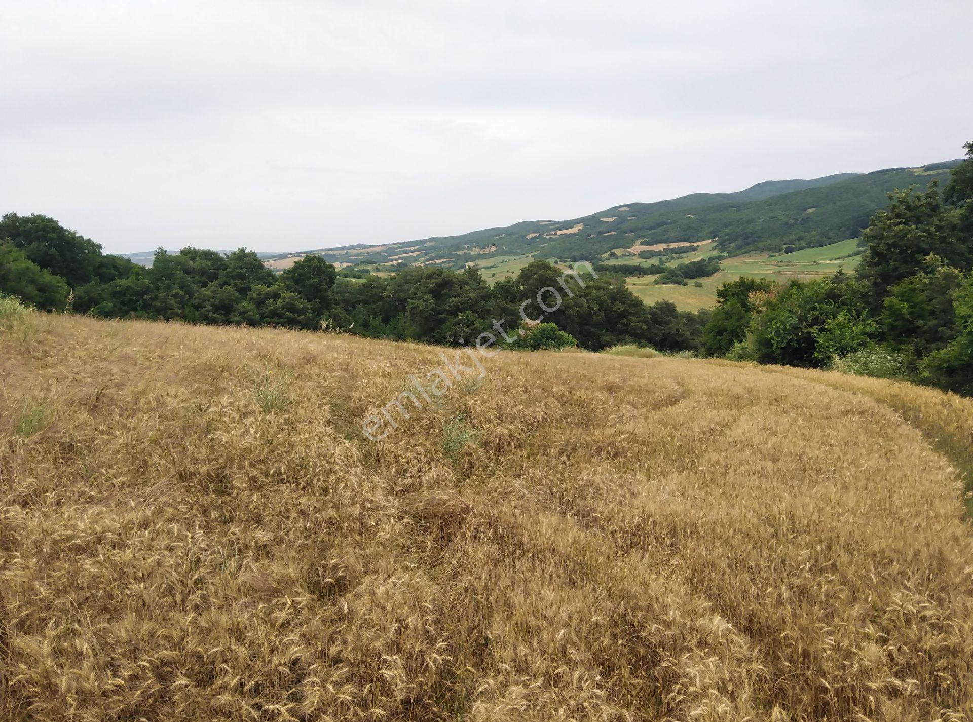Tekirdağ Şarköy Palamut Mah. 5578 M2 Tarla Köye 700 Metre Mesafede - Görsel 4