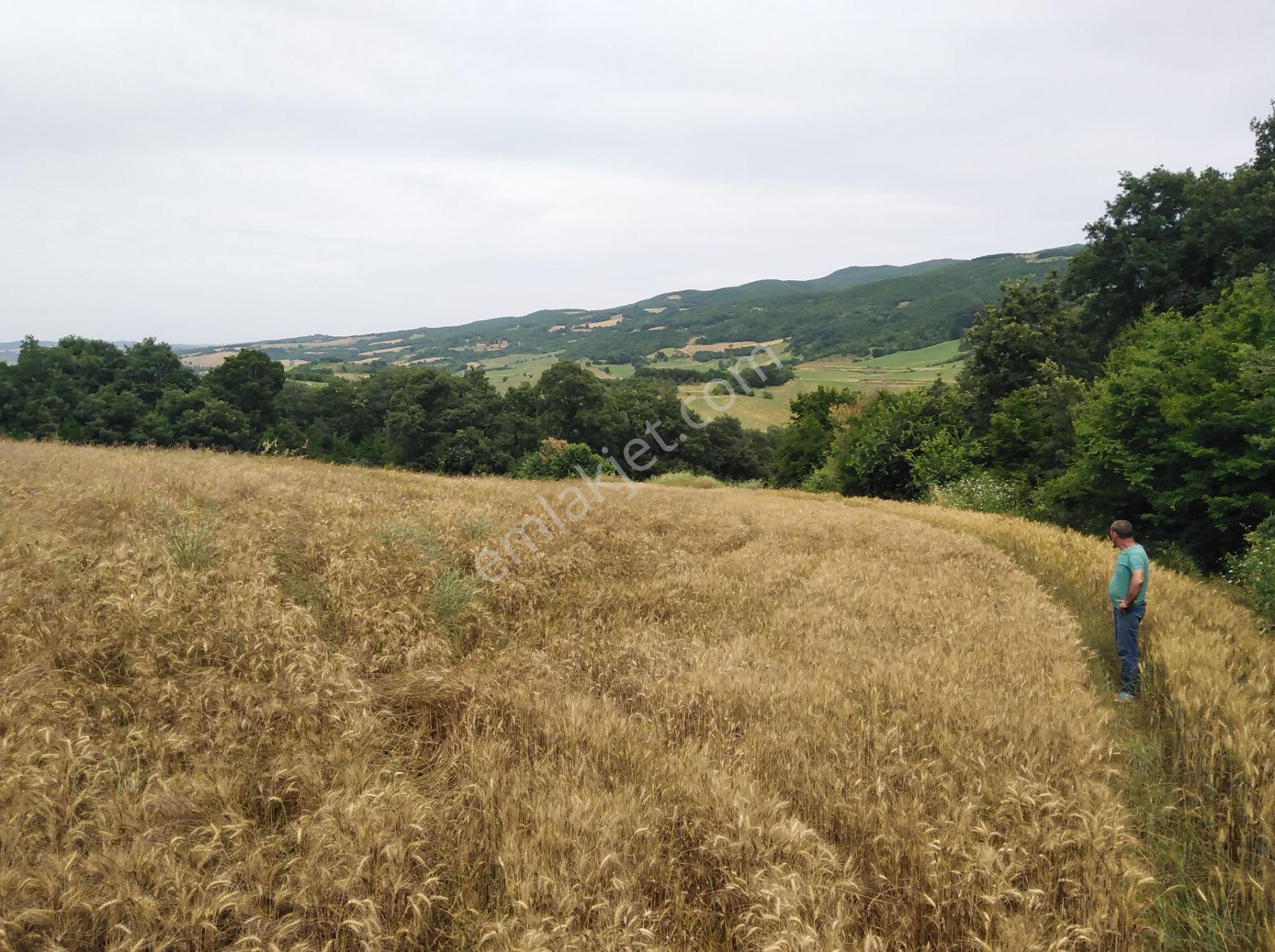 Tekirdağ Şarköy Palamut Mah. 5578 M2 Tarla Köye 700 Metre Mesafede - Görsel 2