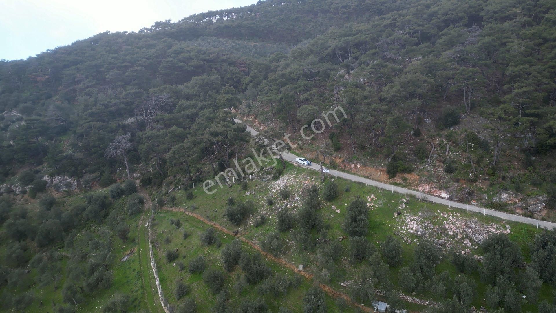 Altınoluk Köyünde Muhteşem Zeytinlik - Görsel 5