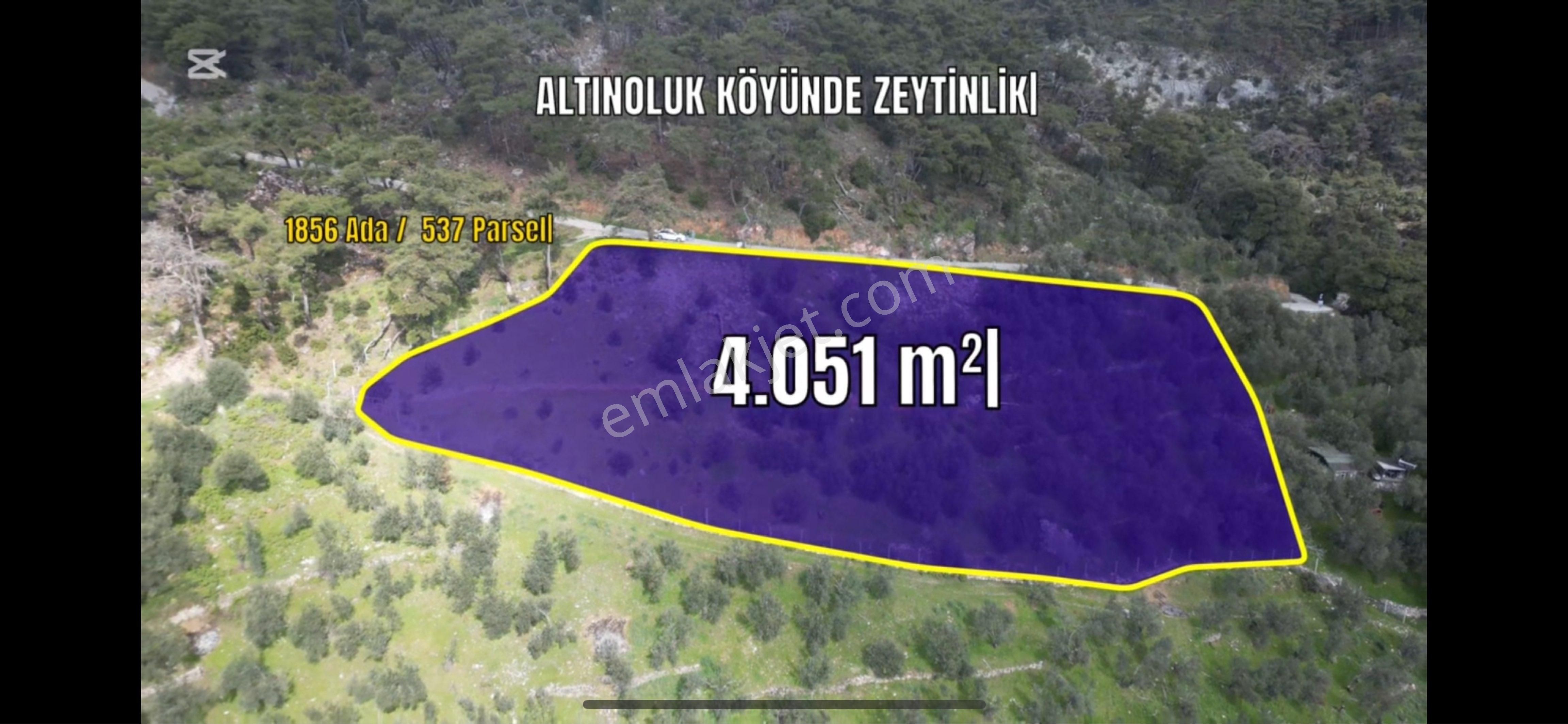 Altınoluk Köyünde Muhteşem Zeytinlik - Görsel 8