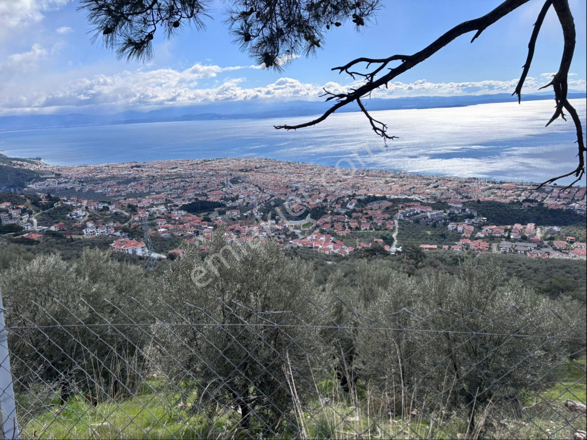 Altınoluk Köyünde Muhteşem Zeytinlik