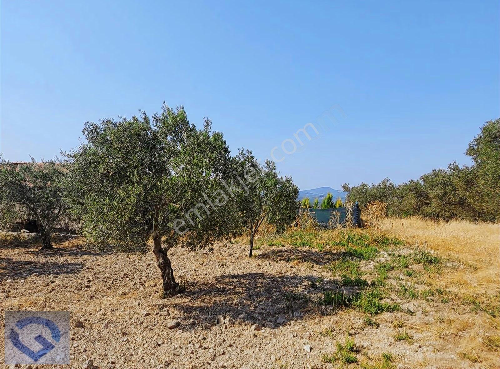 Ballıca Mevkii Köye 500 Mt Tek Tapu 3.300 M2 Zeytinlik - Görsel 5