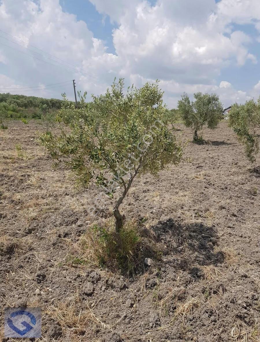 Ballıca Mevkii Köye 500 Mt Tek Tapu 3.300 M2 Zeytinlik - Görsel 3