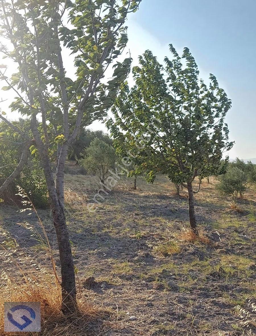 Ballıca Köye 800mt Tek Tapu 1.584 M2 Zeytinlik Ve Meyvelik