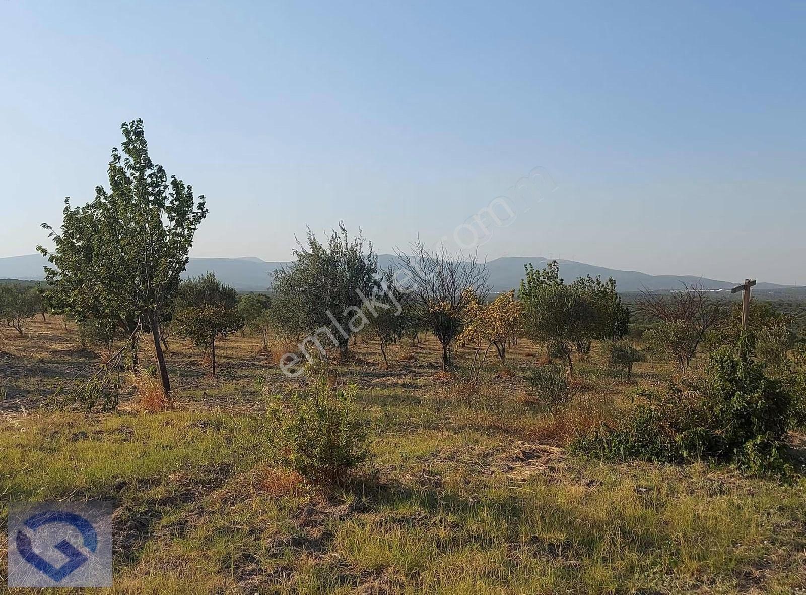 Ballıca Köye 800mt Tek Tapu 1.584 M2 Zeytinlik Ve Meyvelik - Görsel 5