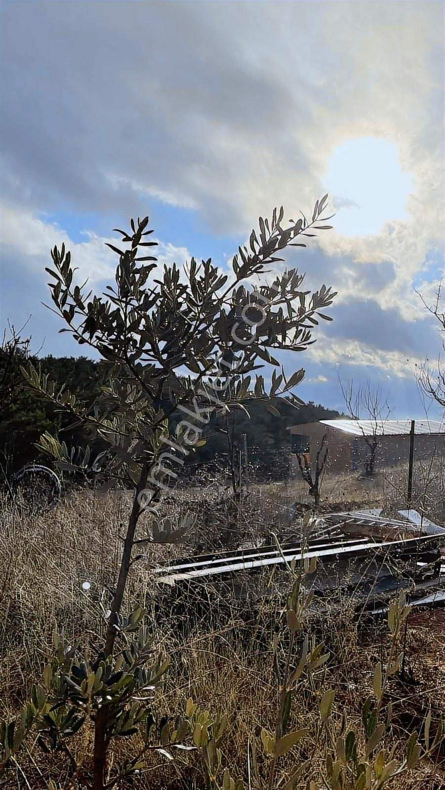 Kemalpaşa Damlacık Satılık Tarla. - Görsel 25