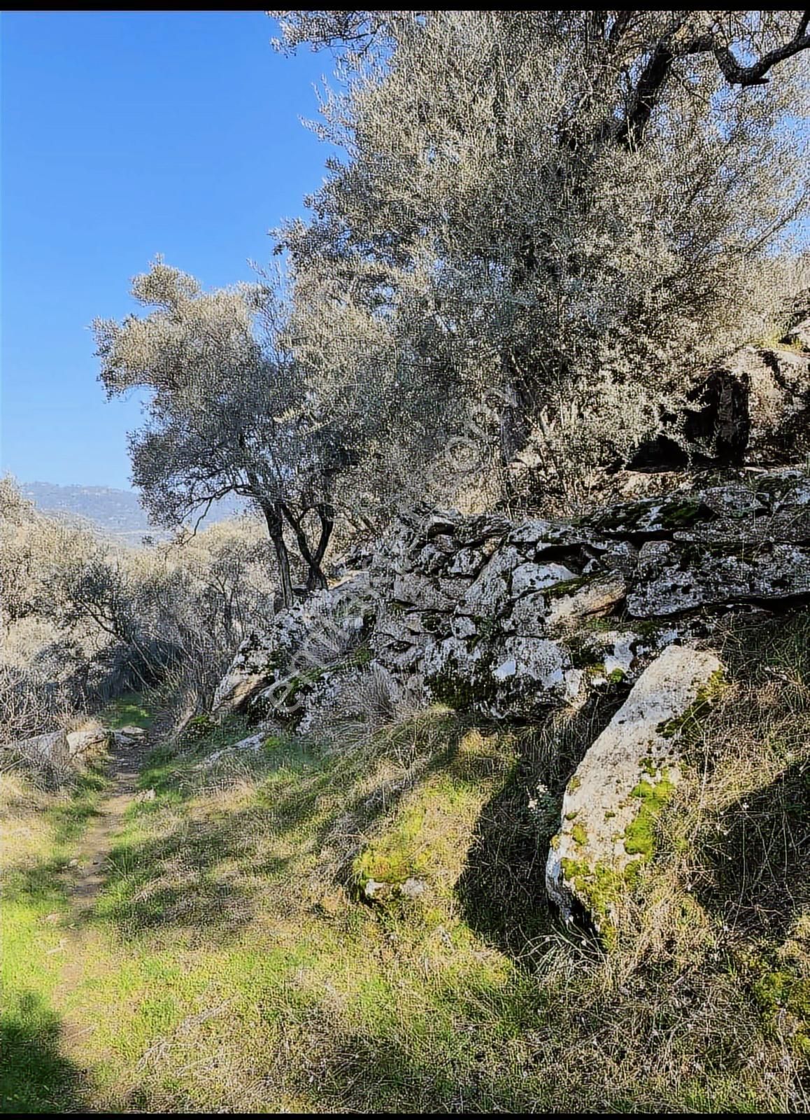 2347 Metre Zeytinlik. Yolu Var.tek Tapu