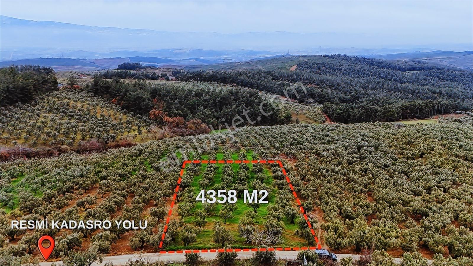 Osmangazi Gündoğduda Manzaralı 4.360 M² Zeytinlik