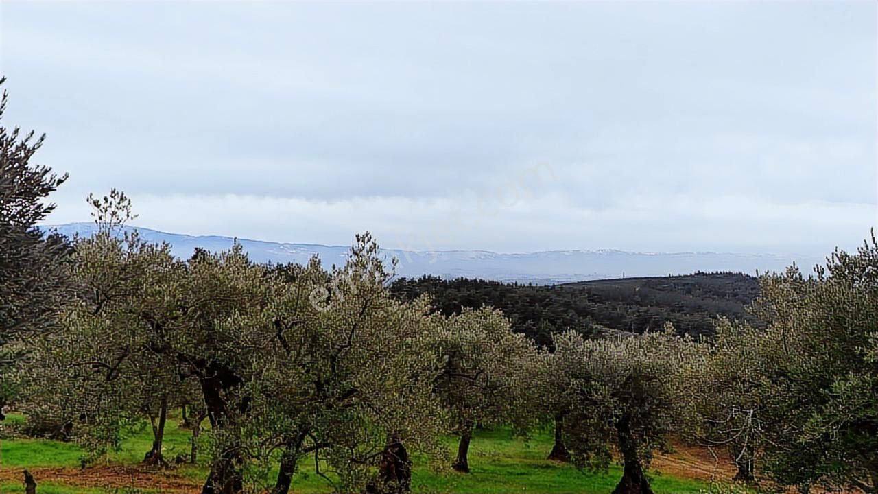 Osmangazi Gündoğduda Manzaralı 4.360 M² Zeytinlik - Görsel 2