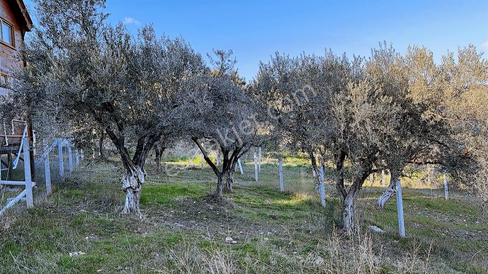 Torbalı Bozköy Mahallesinde 210 M2 Zeytinli Tarla - Görsel 22