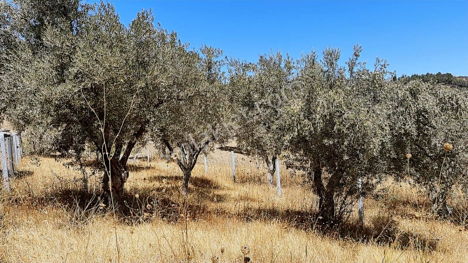 Torbalı Bozköy Mahallesinde 210 M2 Zeytinli Tarla - Görsel 29