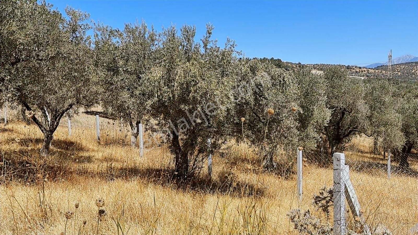 Torbalı Bozköy Mahallesinde 210 M2 Zeytinli Tarla - Görsel 12