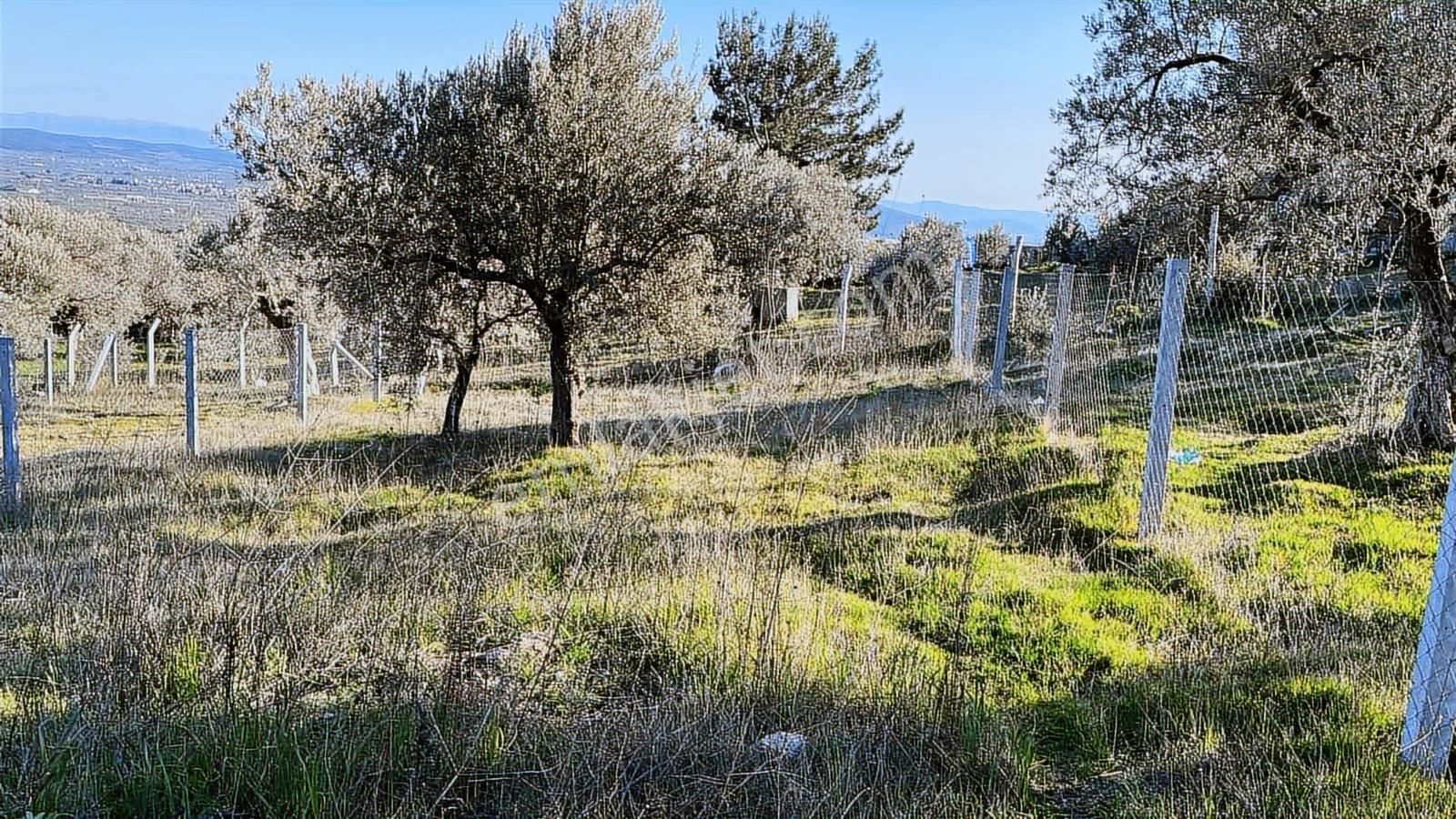 Torbalı Bozköy Mahallesinde 210 M2 Zeytinli Tarla - Görsel 15