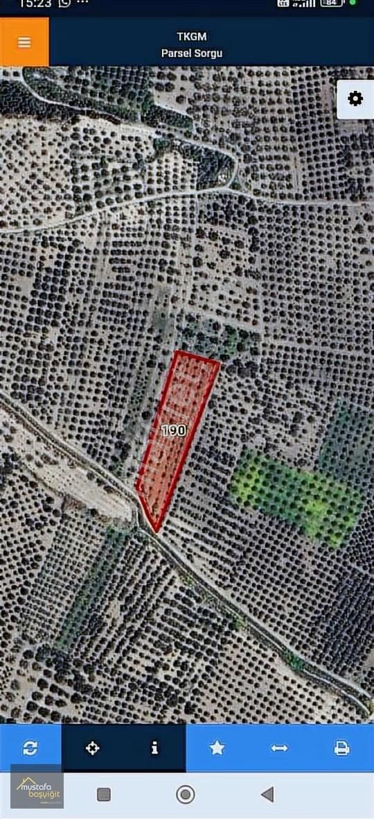 Mustafa Başyiğit Emlak'tan Satılık Zeytinlik Çobanhasan'da