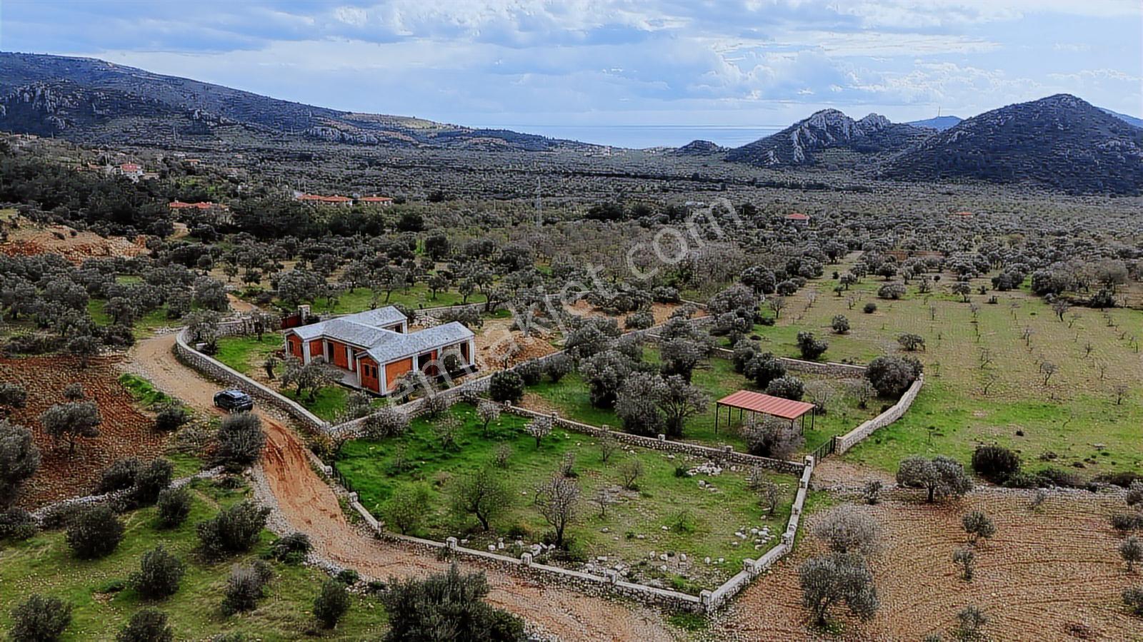 Datça Yaka Köyde Deniz Manzaralı Yolu Olan 935 M2 Zeytinlik - Görsel 9