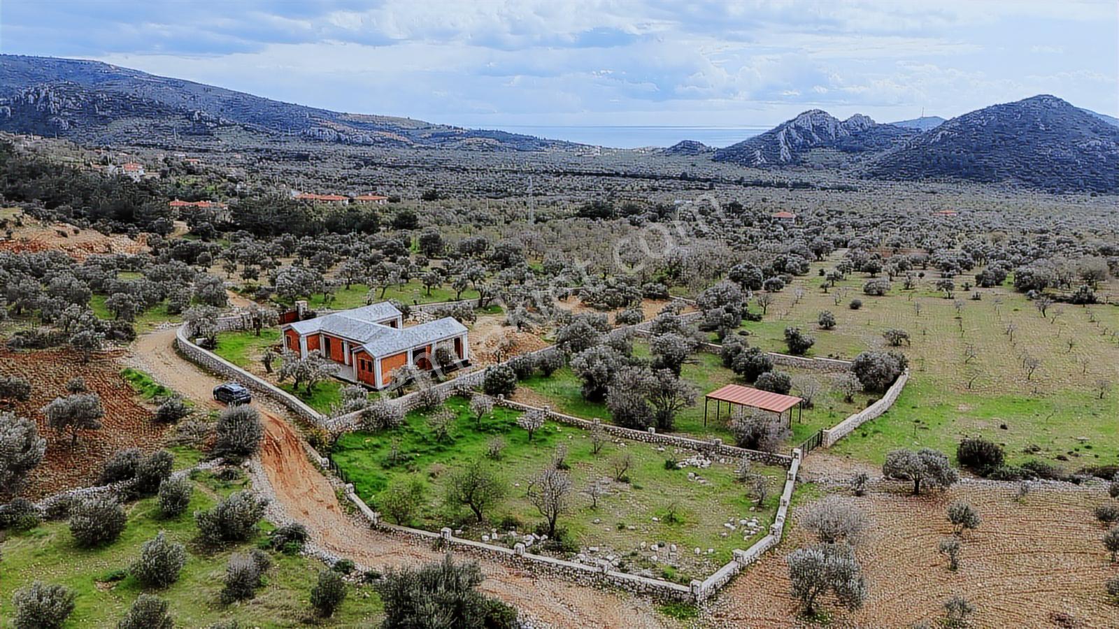 Datça Yaka Köyde Deniz Manzaralı Yolu Olan 935 M2 Zeytinlik - Görsel 12