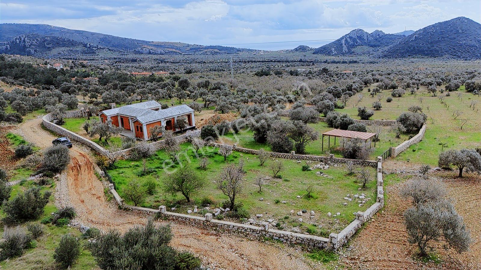 Datça Yaka Köyde Deniz Manzaralı Yolu Olan 935 M2 Zeytinlik - Görsel 4