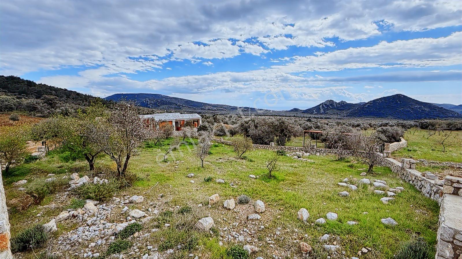Datça Yaka Köyde Deniz Manzaralı Yolu Olan 935 M2 Zeytinlik - Görsel 19