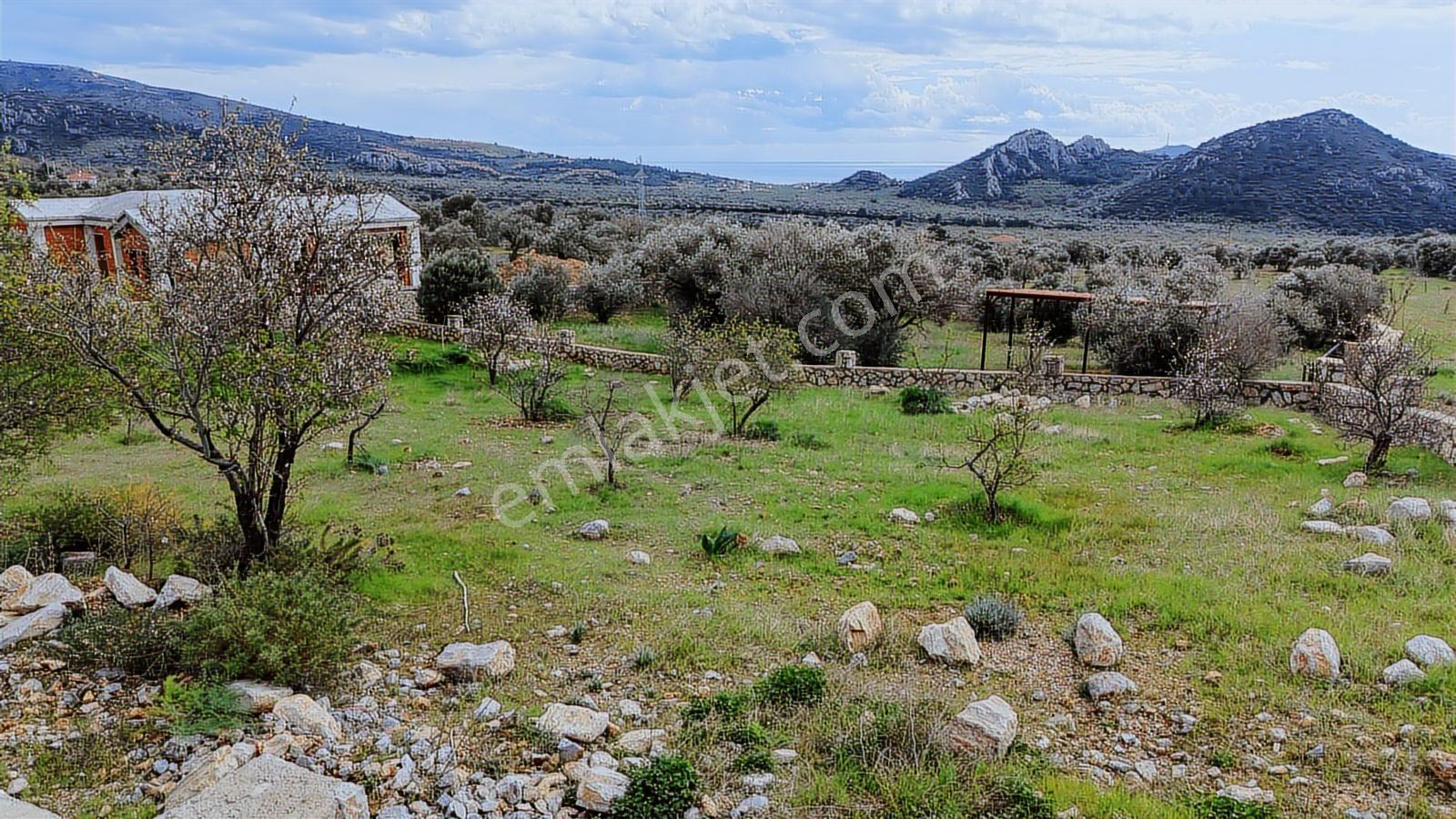 Datça Yaka Köyde Deniz Manzaralı Yolu Olan 935 M2 Zeytinlik - Görsel 14