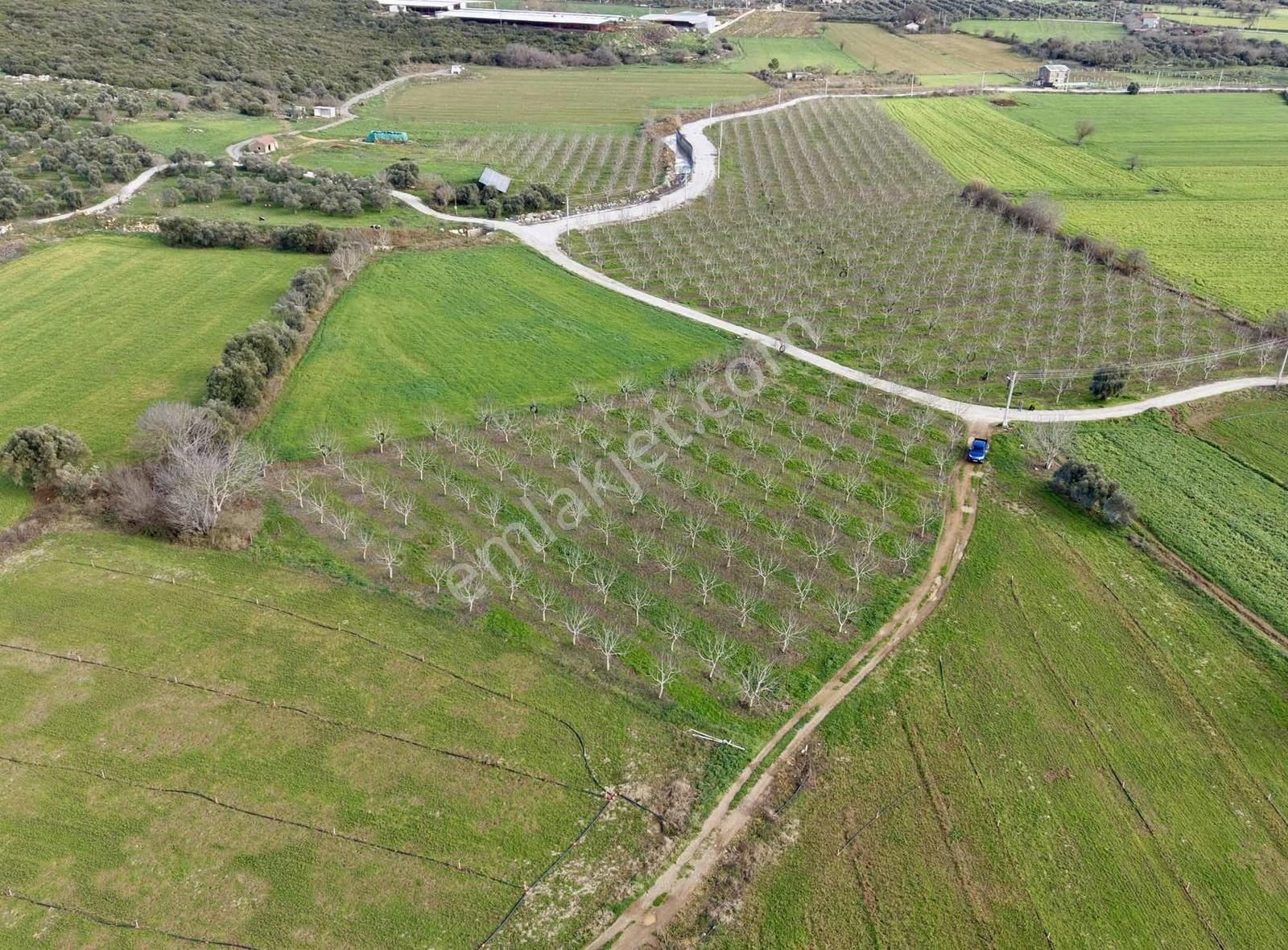 Coşar Emlaktan 5 Dönüm Bakımlı Ceviz Bahçesi - Görsel 5