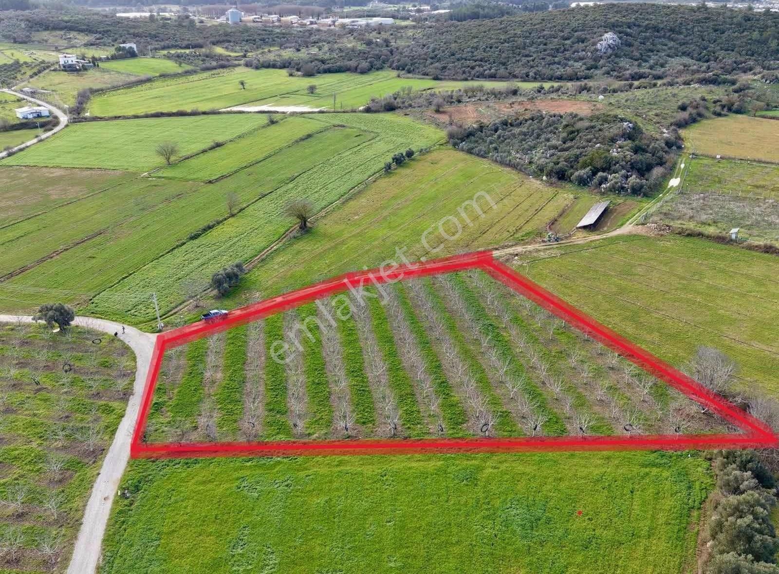 Coşar Emlaktan 5 Dönüm Bakımlı Ceviz Bahçesi - Görsel 3