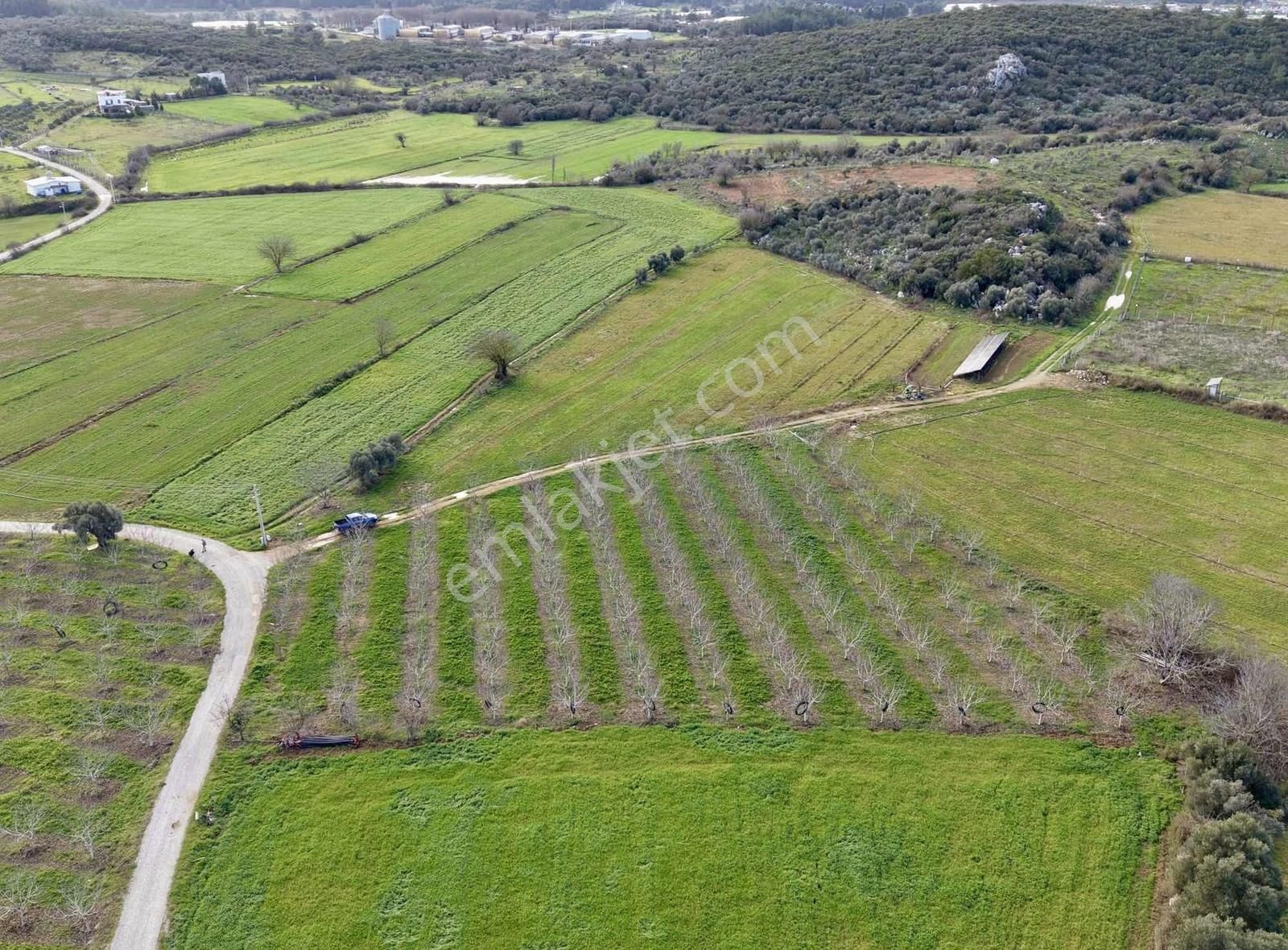 Coşar Emlaktan 5 Dönüm Bakımlı Ceviz Bahçesi - Görsel 2