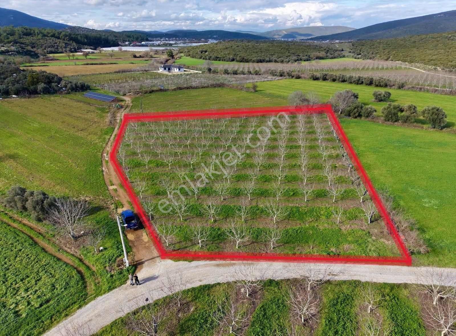 Coşar Emlaktan 5 Dönüm Bakımlı Ceviz Bahçesi - Görsel 4