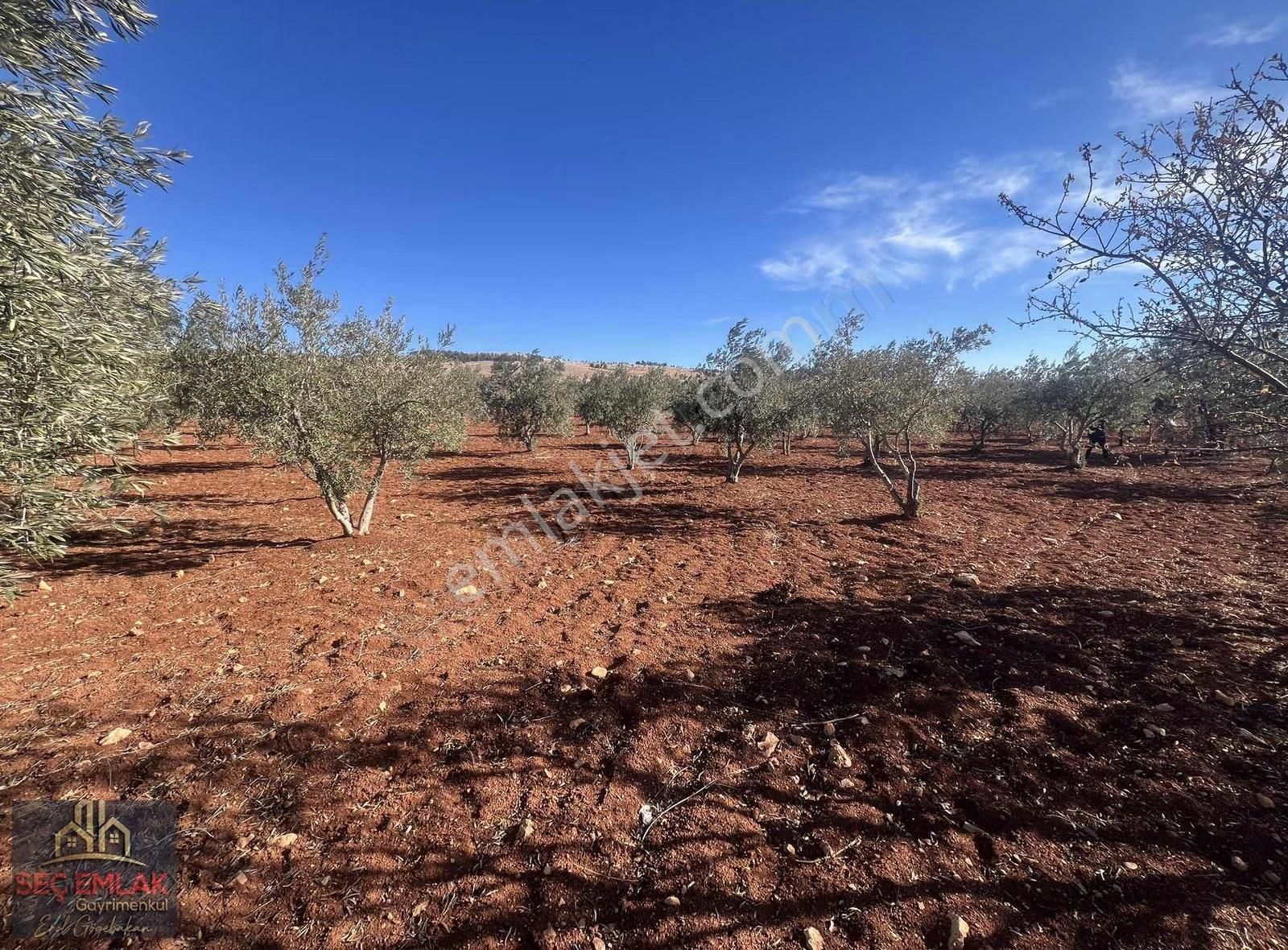 Seç Emlak'tan Satılık Oğuzeli-kurtuluşda 1416m2 Mükemmel Zeytin - Görsel 7