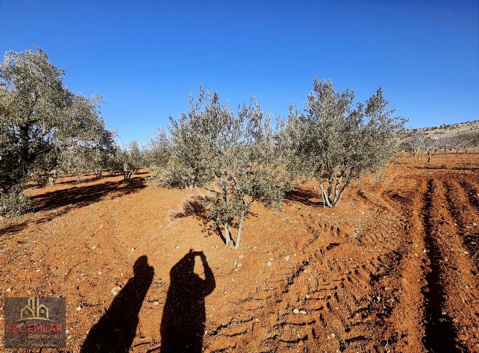 Seç Emlak'tan Satılık Oğuzeli-kurtuluşda 1416m2 Mükemmel Zeytin - Görsel 8