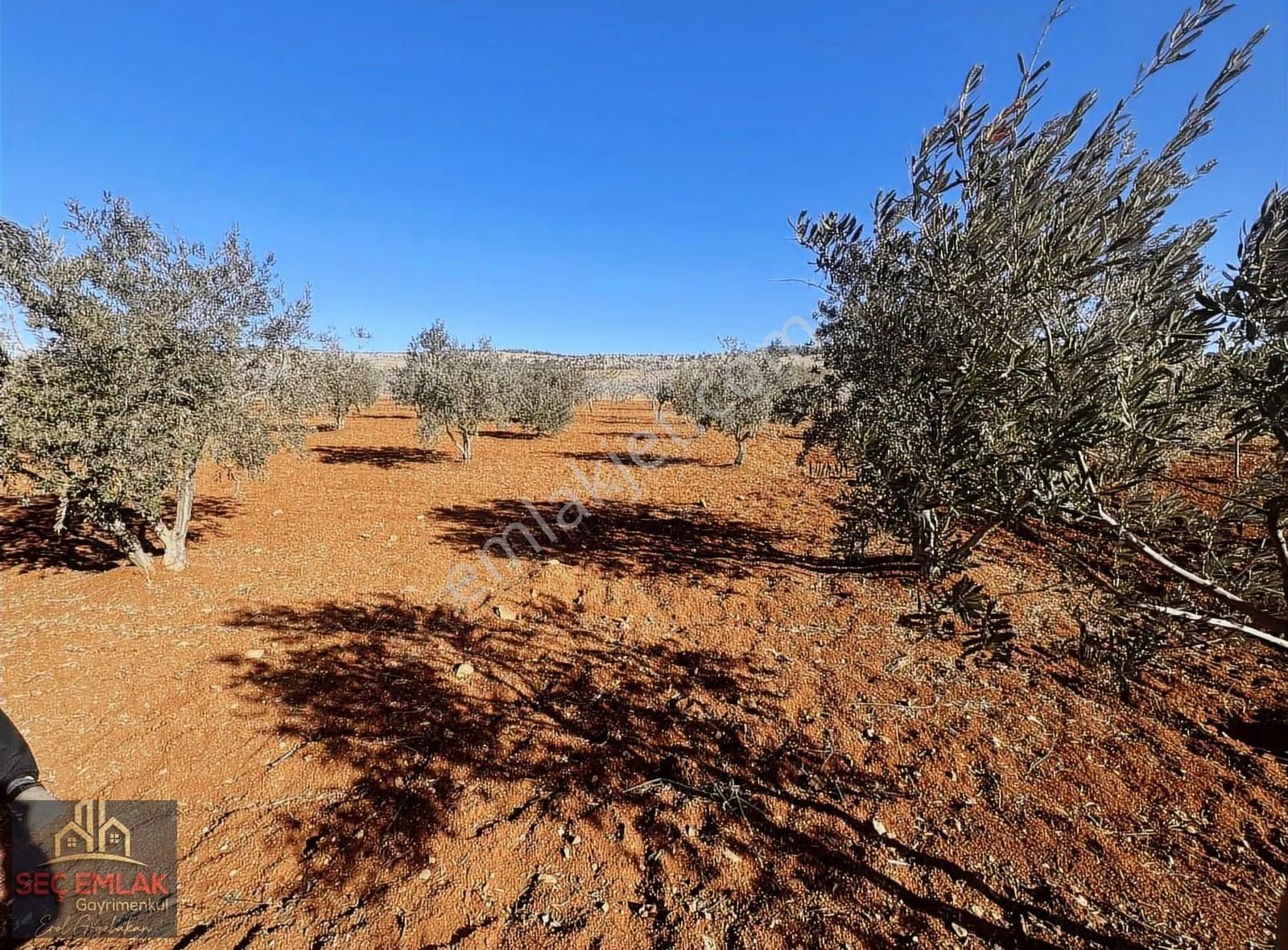 Seç Emlak'tan Satılık Oğuzeli-kurtuluşda 1416m2 Mükemmel Zeytin - Görsel 2