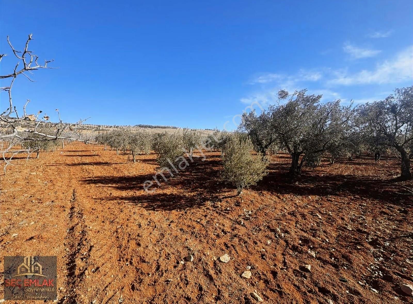 Seç Emlak'tan Satılık Oğuzeli-kurtuluşda 1416m2 Mükemmel Zeytin - Görsel 5