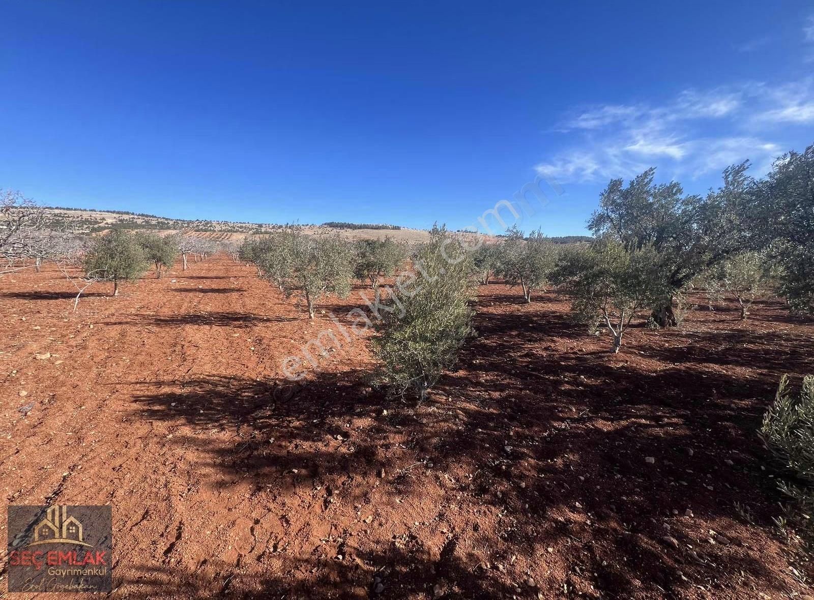 Seç Emlak'tan Satılık Oğuzeli-kurtuluşda 1416m2 Mükemmel Zeytin - Görsel 4