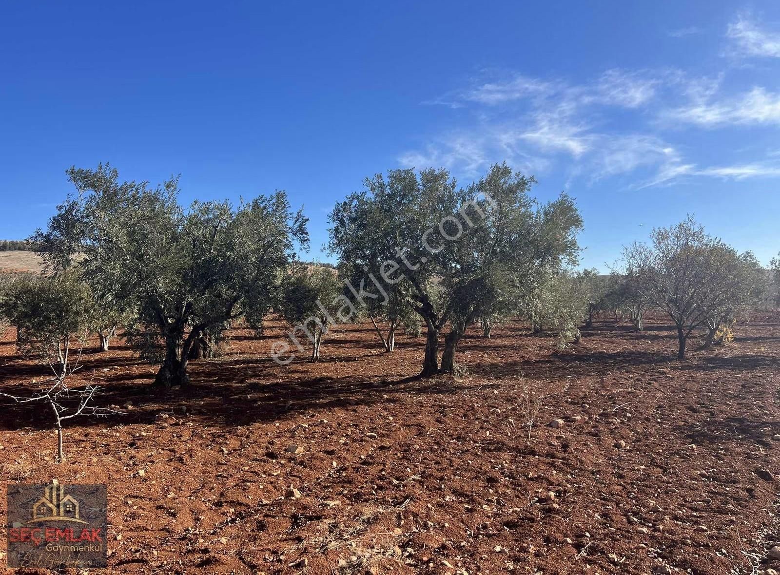 Seç Emlak'tan Satılık Oğuzeli-kurtuluşda 1416m2 Mükemmel Zeytin