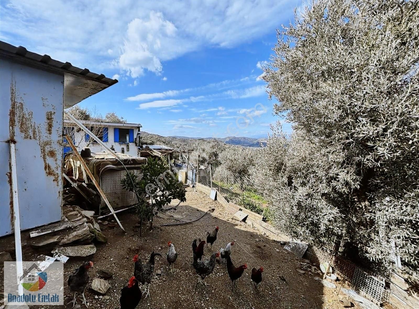 Hisarlık Köyü'nde Satılık 5628 M² Zeytinlik Ve Hobi Bahçesi - Görsel 8
