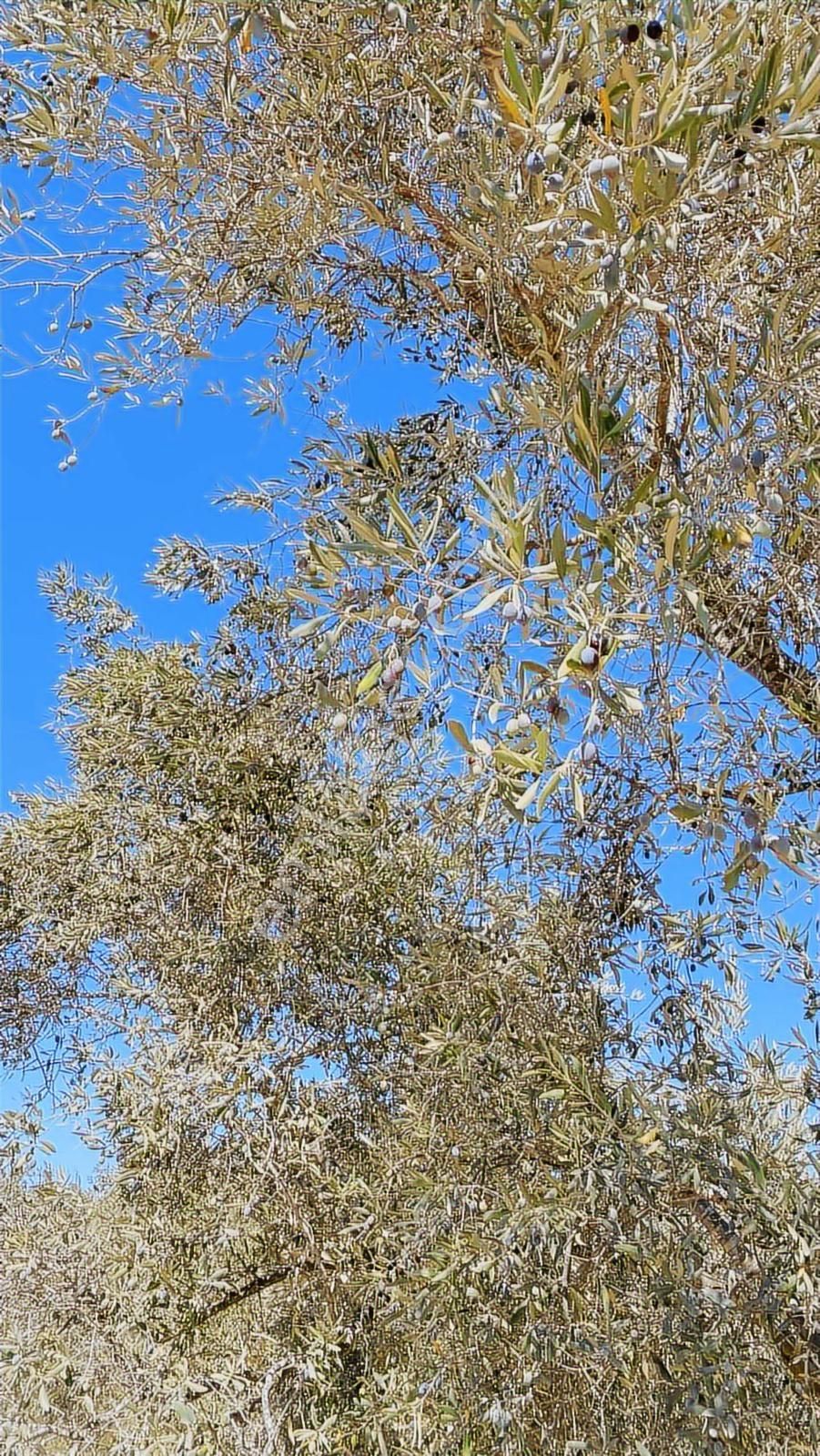 Kuşadası Kirazlı Yolunda Hesaplı Yatırımlık Zeytinlik - Görsel 16