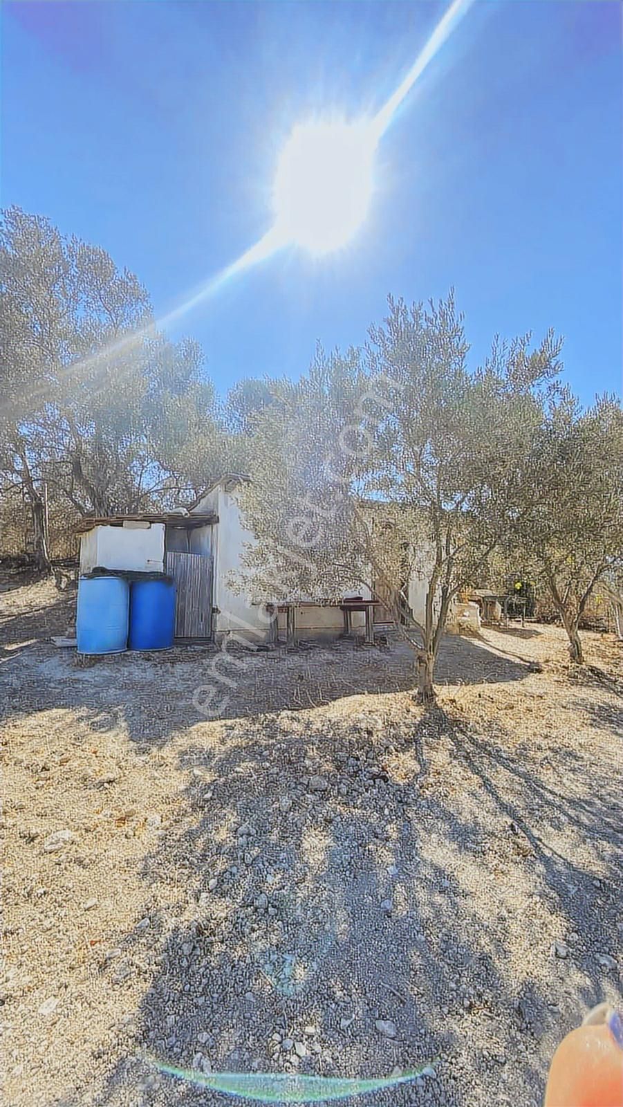 Kuşadası Kirazlı Yolunda Hesaplı Yatırımlık Zeytinlik - Görsel 23