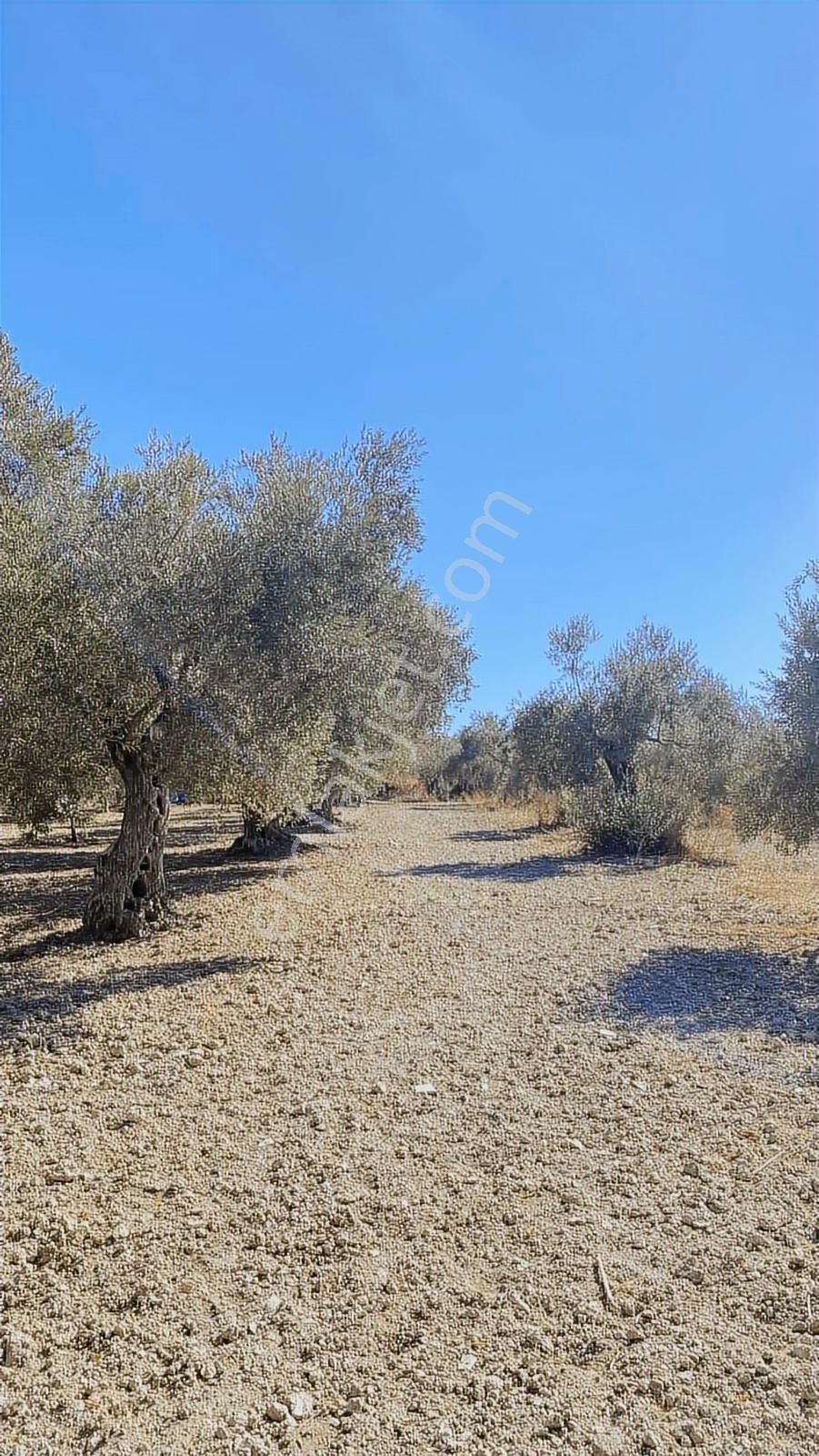 Kuşadası Kirazlı Yolunda Hesaplı Yatırımlık Zeytinlik - Görsel 3