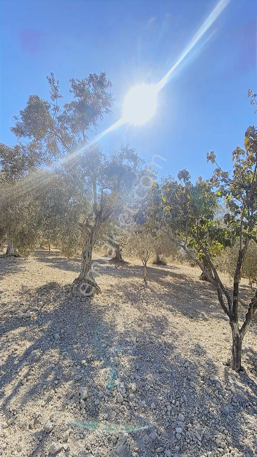 Kuşadası Kirazlı Yolunda Hesaplı Yatırımlık Zeytinlik - Görsel 4