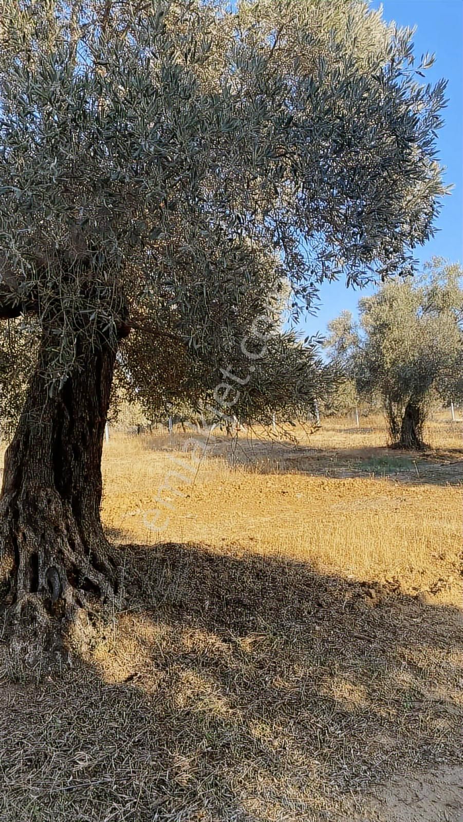 Divaland Gayrimenkulden İmara Yakın Bölgede Yatırım Fırsatı - Görsel 7